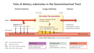 SCFA og tarmhelse
